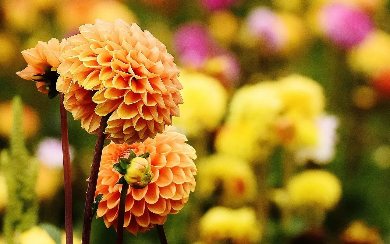 Orange dahlia blomster