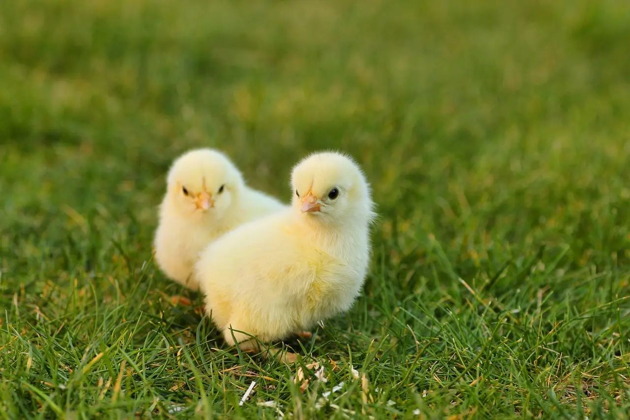 Påskepynt på budget: DIY-dekorationer og farverig borddækning